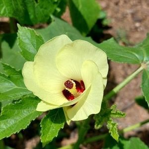 Meet your Posher, Valerie